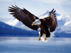 Flying Eagle, ADD ADHD HSP - Stand in your Power