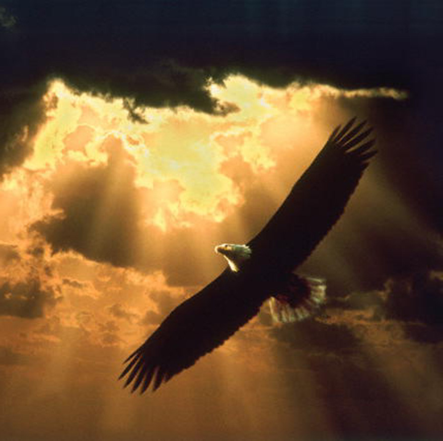 hovering eagle
